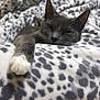 animal, blanket, cat, closeup, comfortable, cozy, cute, domestic, feline, fur, gray_cat, indoor, paw, pet, relaxed, resting, sleepy, soft_texture, spotted_pattern, white_paw