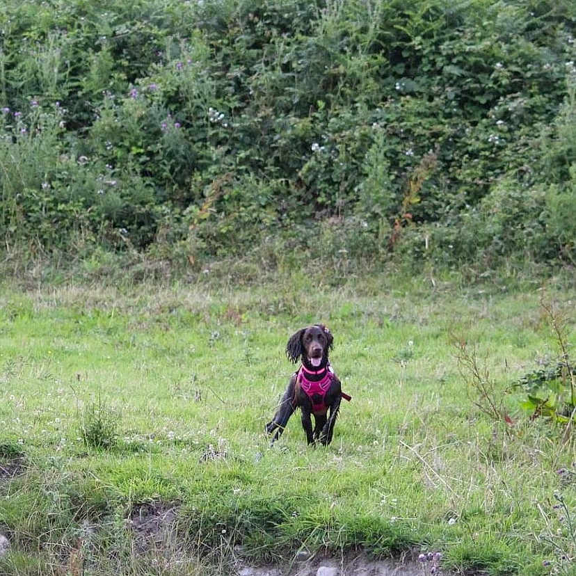 Belle is registered to the contest to win money with this photo: canidae, carnivore, dog_breed, fawn, forest, grass, grassland, groundcover, landscape, leisure, meadow, natural_landscape, people_in_nature, plant, recreation, shrub, sporting_group, trail, tree, woodland