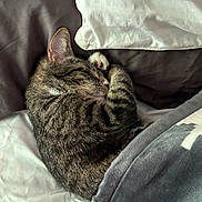 Kyle is registered to the contest to win money with this photo: cat, tabby, sleeping, curled_up, blanket, pillow, bed, cozy, indoor, fur, pet, animal, resting, cute, whiskers, relaxed, domestic_cat, soft, snuggled, nap