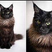 Alinka participe au concours pour gagner de l'argent avec cette photo : cat, long_haired_cat, green_eyes, portrait, studio_shot, white_background, fur, whiskers, ears, sitting, close_up, split_frame, diptych, pet, feline, domestic_animal, majestic, fluffy, black_fur, portrait_photography