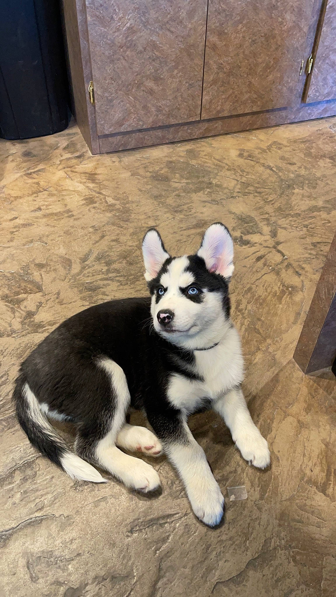 Kodiak is registered to the contest to win money with this photo: canidae, carnivore, companion_dog, dog, dog_breed, floor, flooring, fur, jaw, mammal, paw, sled_dog, snout, sporting_group, tail, terrestrial_animal, vertebrate, whiskers, working_animal, working_dog