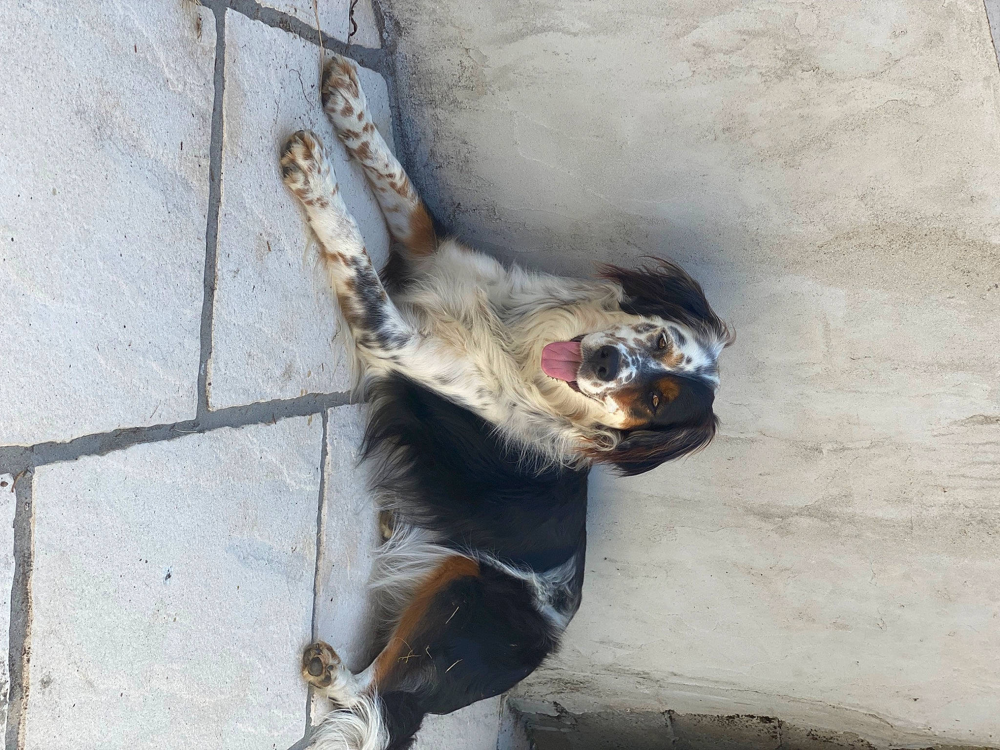 Laya participe au concours pour gagner de l'argent avec cette photo : carnivore, collar, concrete, dog_breed, dog_collar, fur, grey, paw, snout, sporting_group, tail, terrestrial_animal, wildlife, wood