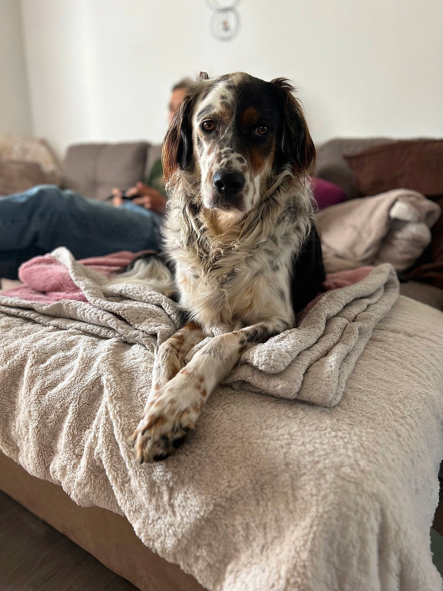 Laya a rejoint le concours — aidez-le/la à gagner de superbes lots ! bored, canidae, carnivore, comfort, companion_dog, couch, dog, dog_breed, fur, grey, koolie, linens, sitting, snout, sporting_group, terrestrial_animal, whiskers, working_animal