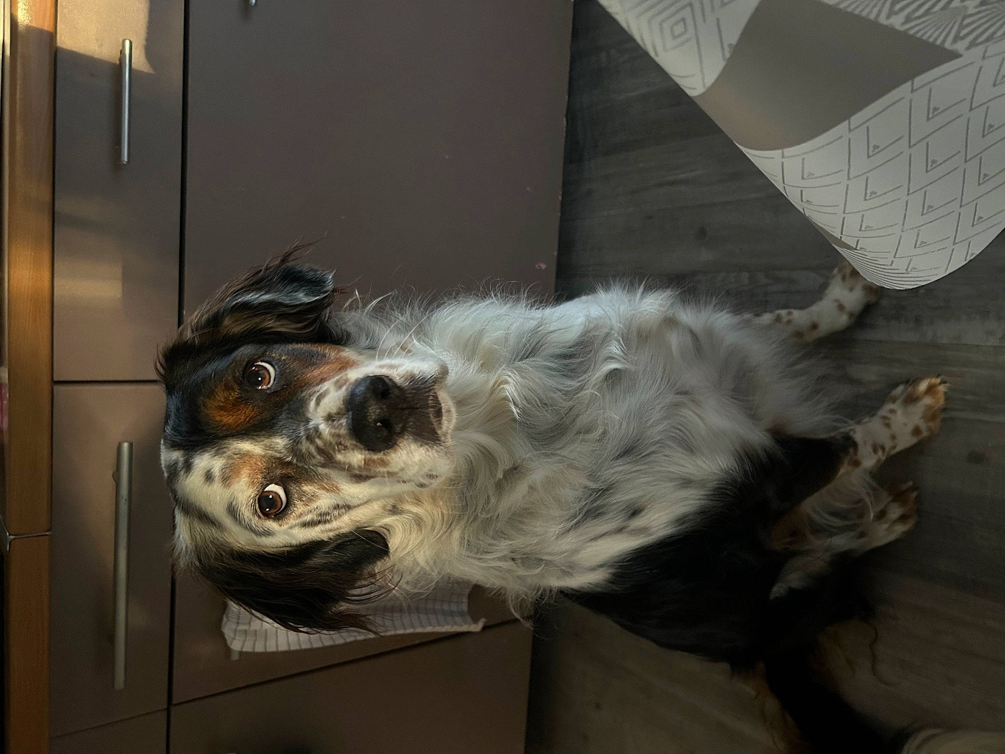 Laya participe au concours pour gagner de l'argent avec cette photo : canidae, carnivore, companion_dog, dog, dog_breed, english_setter, fang, fur, jaw, metal, service, spaniel, sporting_group, whiskers, working_animal