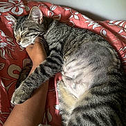 Serafina is registered to the contest to win money with this photo: cat, tabby, striped, sleeping, pet, animal, feline, bedspread, human_arm, snuggling, cozy, indoor, resting, closeup, paw, whiskers, relaxation, comfort, soft, companion