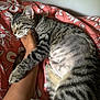 cat, tabby, striped, sleeping, pet, animal, feline, bedspread, human_arm, snuggling, cozy, indoor, resting, closeup, paw, whiskers, relaxation, comfort, soft, companion
