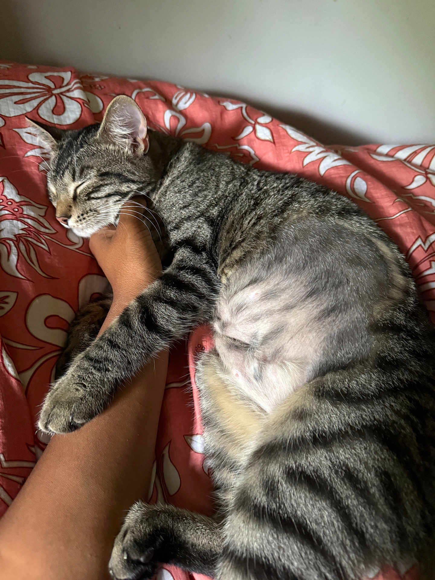 Serafina is registered to the contest to win money with this photo: cat, tabby, striped, sleeping, pet, animal, feline, bedspread, human_arm, snuggling, cozy, indoor, resting, closeup, paw, whiskers, relaxation, comfort, soft, companion