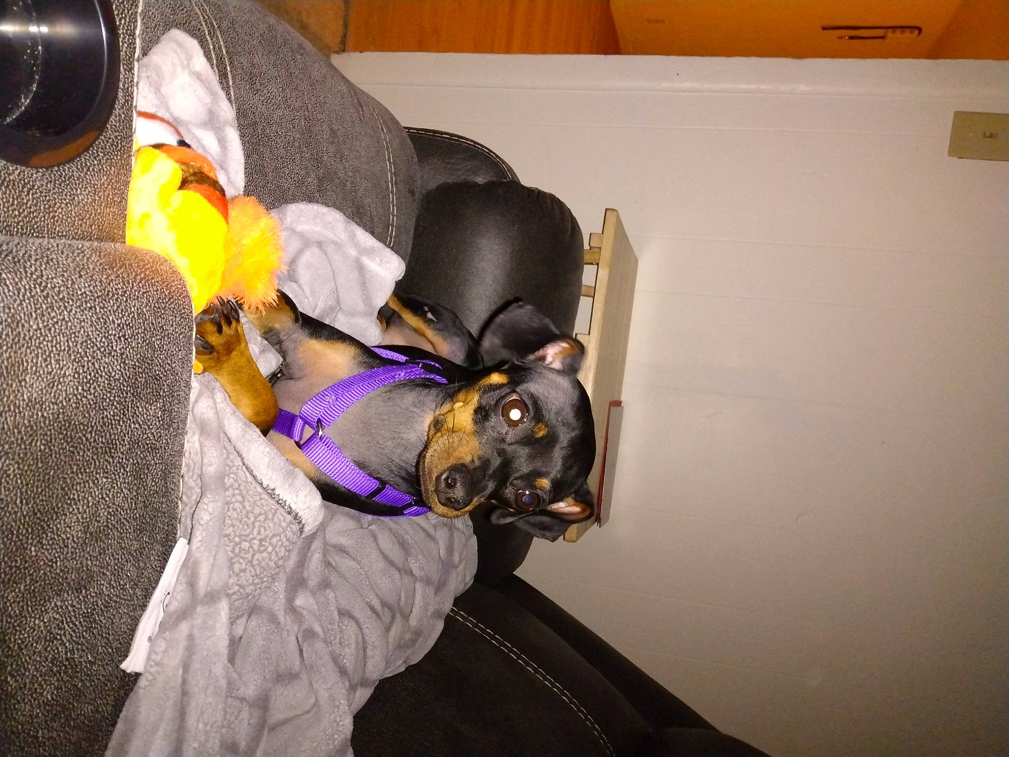 Bella Marie joined the competition — help win amazing prizes! bag, comfort, companion_dog, couch, dog_breed, event, eyewear, fashion_accessory, fawn, felidae, fictional_character, fun, fur, guard_dog, hat, luggage_and_bags, magenta, personal_protective_equipment, purple, room