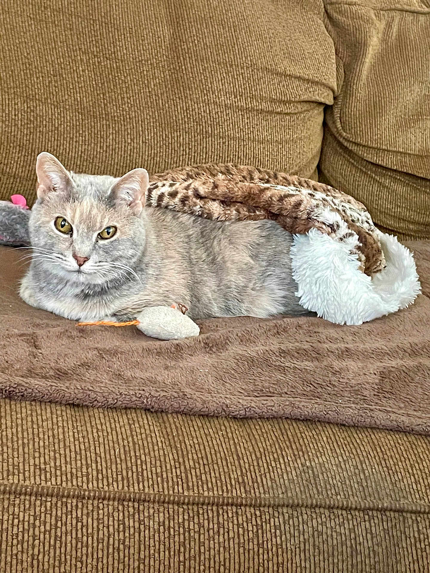 Bittrina joined the competition — help win amazing prizes! cat, couch, blanket, toy_mouse, feline, indoor, pet, relaxing, brown, soft_texture, fur, animal, resting, cozy, domestic, comfortable, closeup, laying_down, home, cute