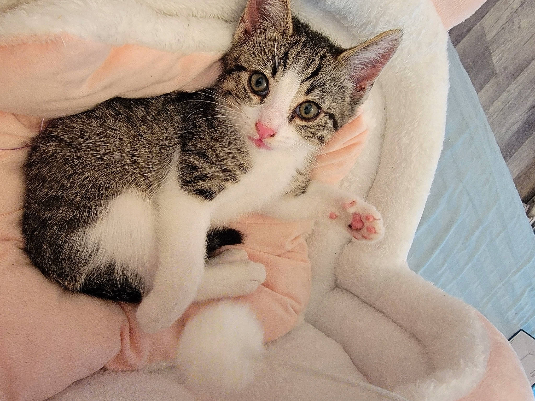 Link is registered to the contest to win money with this photo: carnivore, cat, claw, comfort, domestic_short_haired_cat, felidae, finger, foot, fur, gesture, hand, nail, nap, paw, sitting, sleep, small_to_medium_sized_cats, snout, whiskers