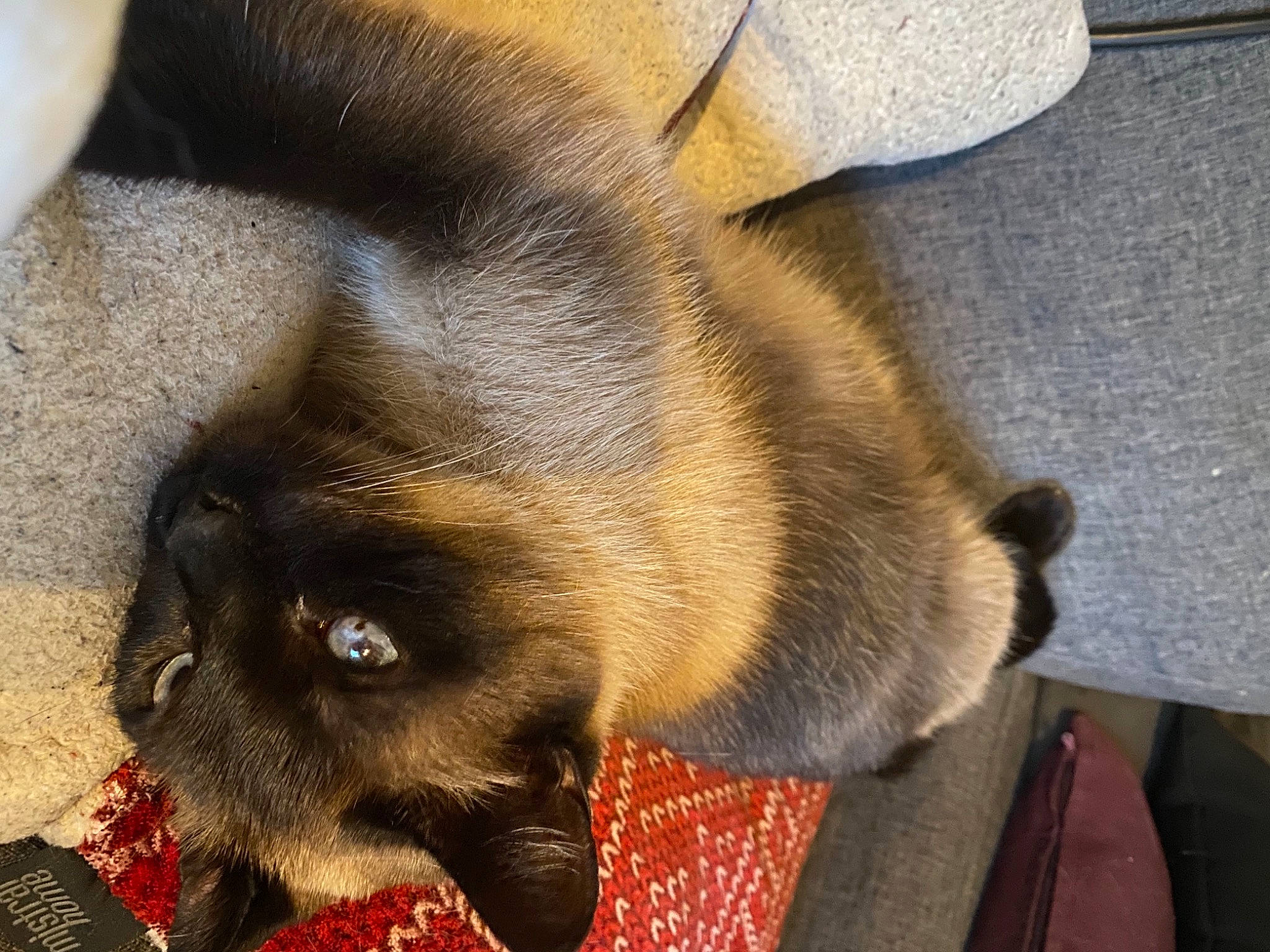 Mana a rejoint le concours — aidez-le/la à gagner de superbes lots ! balinese, birman, canidae, carnivore, cat, companion_dog, dog, dog_breed, fawn, felidae, mammal, paw, pug, puppy, siamese, small_to_medium_sized_cats, snout, thai, vertebrate, whiskers