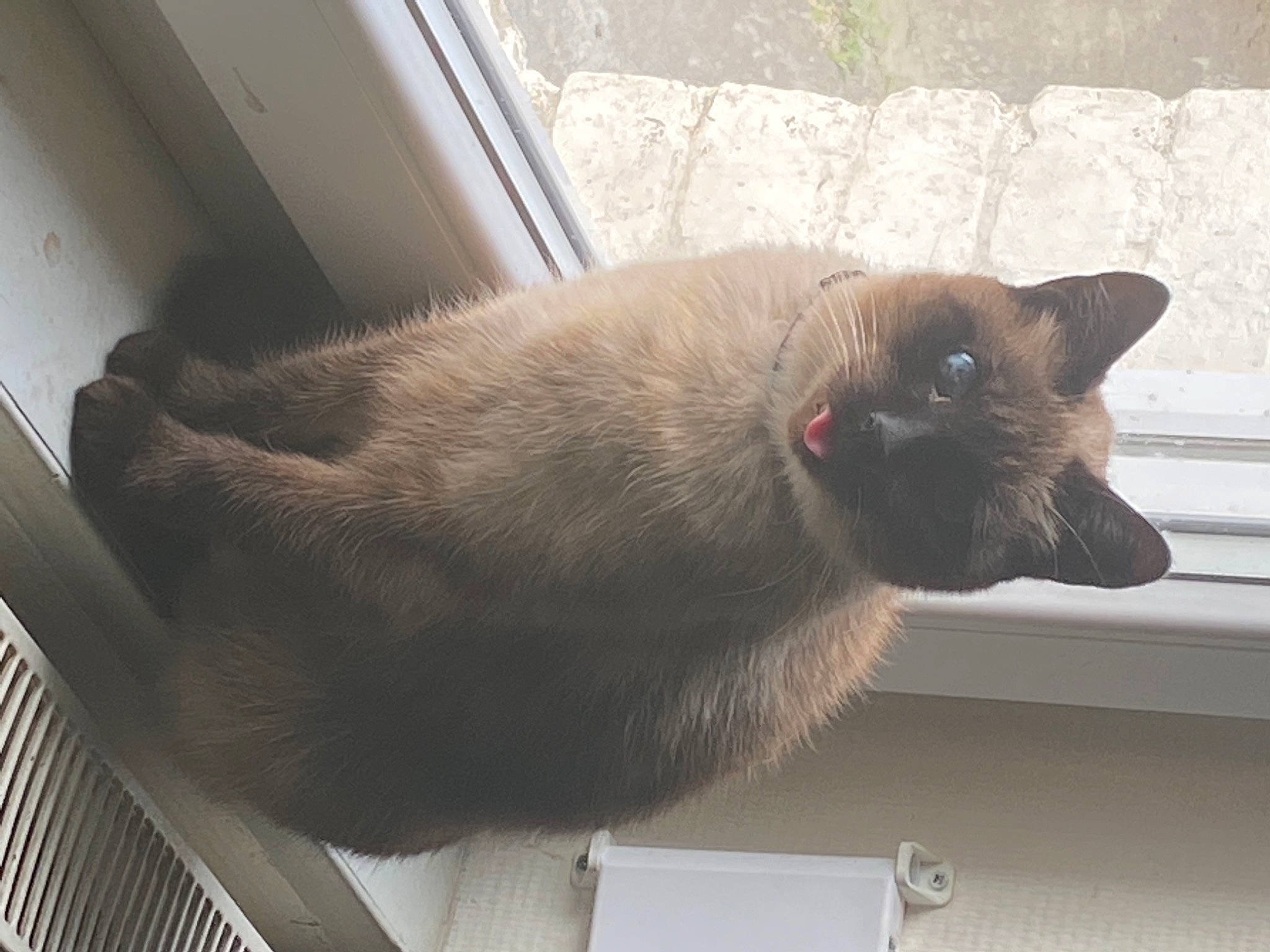 Mana participe au concours pour gagner de l'argent avec cette photo : balinese, black_cat, burmese, carnivore, cat, ear, fawn, felidae, korat, siamese, small_to_medium_sized_cats, snout, square, tail, thai, tonkinese, whiskers, window