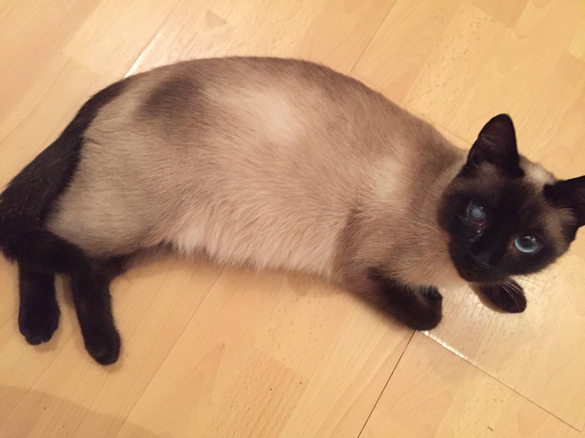 Mana participe au concours pour gagner de l'argent avec cette photo : balinese, birman, black_cat, burmese, carnivore, cat, eye, felidae, himalayan, javanese, kitten, mammal, siamese, small_to_medium_sized_cats, snowshoe, tail, thai, tonkinese, vertebrate, whiskers