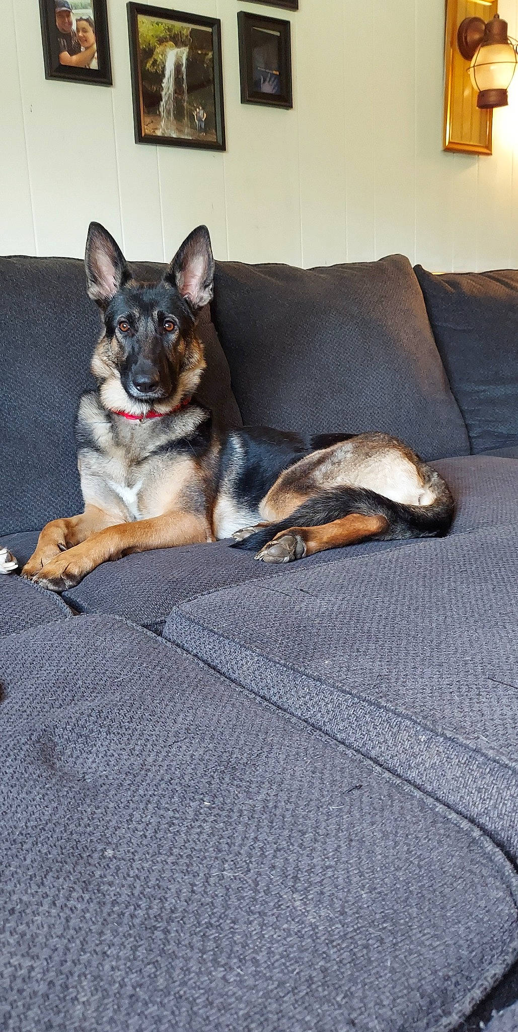 Kinsley joined the competition — help win amazing prizes! canidae, carnivore, comfort, companion_dog, couch, dog, dog_breed, dog_supply, fawn, flooring, fur, grey, linens, living_room, paw, room, sitting, snout, sporting_group, working_animal