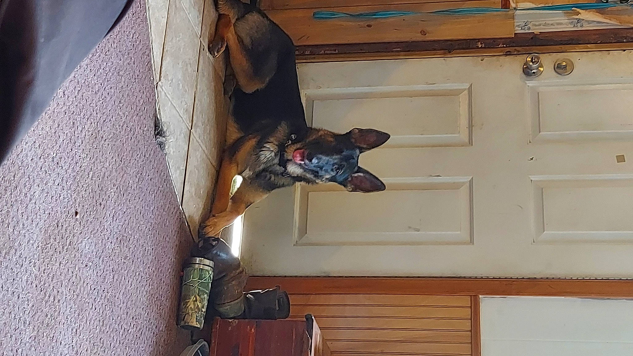 Kinsley joined the competition — help win amazing prizes! building, ceiling, dog, door, facade, fawn, fun, hardwood, home_door, house, leg, luggage_and_bags, outdoor_shoe, pattern, room, siding, wall, window, wood, wood_stain