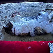 Nala joined the competition — help win amazing prizes! cat, fluffy, lying_down, blanket, patterned, red_cushion, indoor, relaxed, sleepy, fur, pet, resting, cozy, animal, whiskers, paws, domestic, feline, soft_lighting, collar