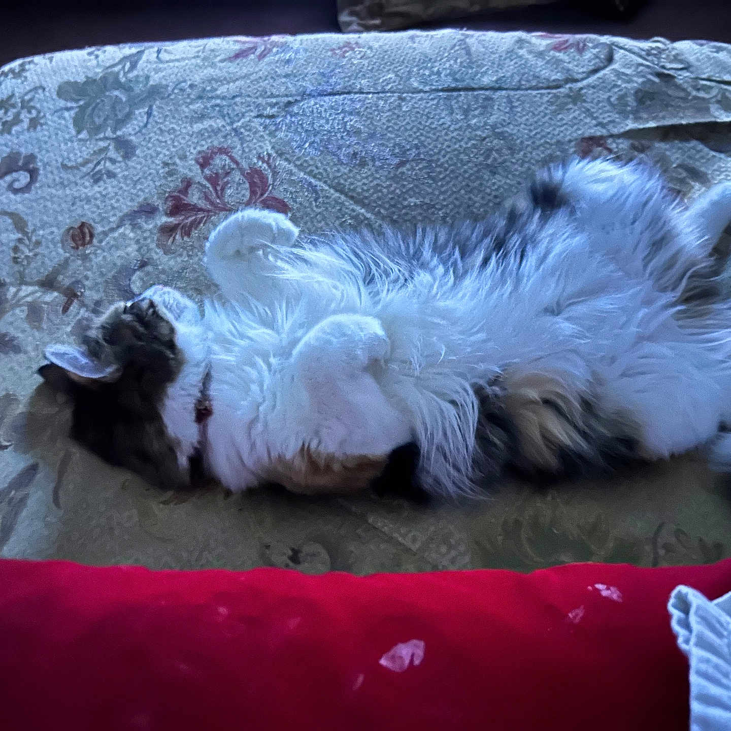 Nala joined the competition — help win amazing prizes! animal, blanket, cat, collar, cozy, domestic, feline, fluffy, fur, indoor, lying_down, patterned, paws, pet, red_cushion, relaxed, resting, sleepy, soft_lighting, whiskers