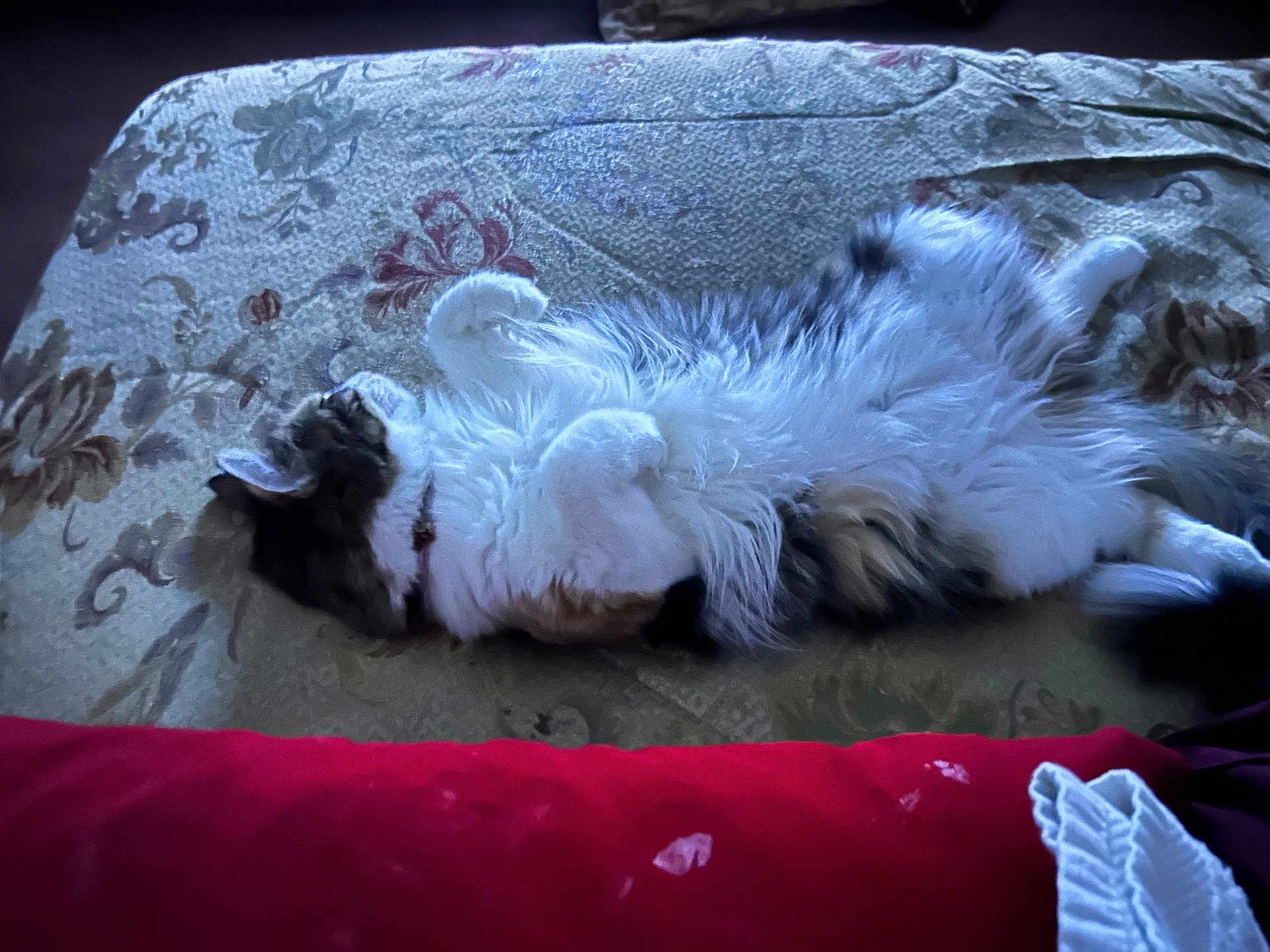 Nala joined the competition — help win amazing prizes! cat, fluffy, lying_down, blanket, patterned, red_cushion, indoor, relaxed, sleepy, fur, pet, resting, cozy, animal, whiskers, paws, domestic, feline, soft_lighting, collar