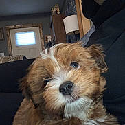 Ozzy joined the competition — help win amazing prizes! puppy, dog, fluffy, brown, white, pet, fur, cute, indoors, cozy, home, couch, portrait, animal, canine, young, looking, soft, companion, domestic