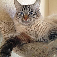 Waldo is registered to the contest to win money with this photo: cat, kitten, tabby, fluffy, long_hair, blue_eyes, whiskers, ears, paws, fur, pet, animal, portrait, close_up, indoors, carpet, scratching_post, lounging, staring, cute