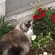 Bob joined the competition — help win amazing prizes! cat, flower_bed, flowers, greenery, pet, outdoor, plant, window, wall, nature, fur, animal, garden, colorful, curious, small, domestic_cat, leaf, bloom, resting