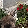 cat, flower_bed, flowers, greenery, pet, outdoor, plant, window, wall, nature, fur, animal, garden, colorful, curious, small, domestic_cat, leaf, bloom, resting