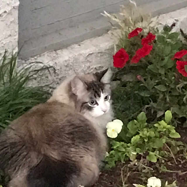 Bob joined the competition — help win amazing prizes! cat, flower_bed, flowers, greenery, pet, outdoor, plant, window, wall, nature, fur, animal, garden, colorful, curious, small, domestic_cat, leaf, bloom, resting