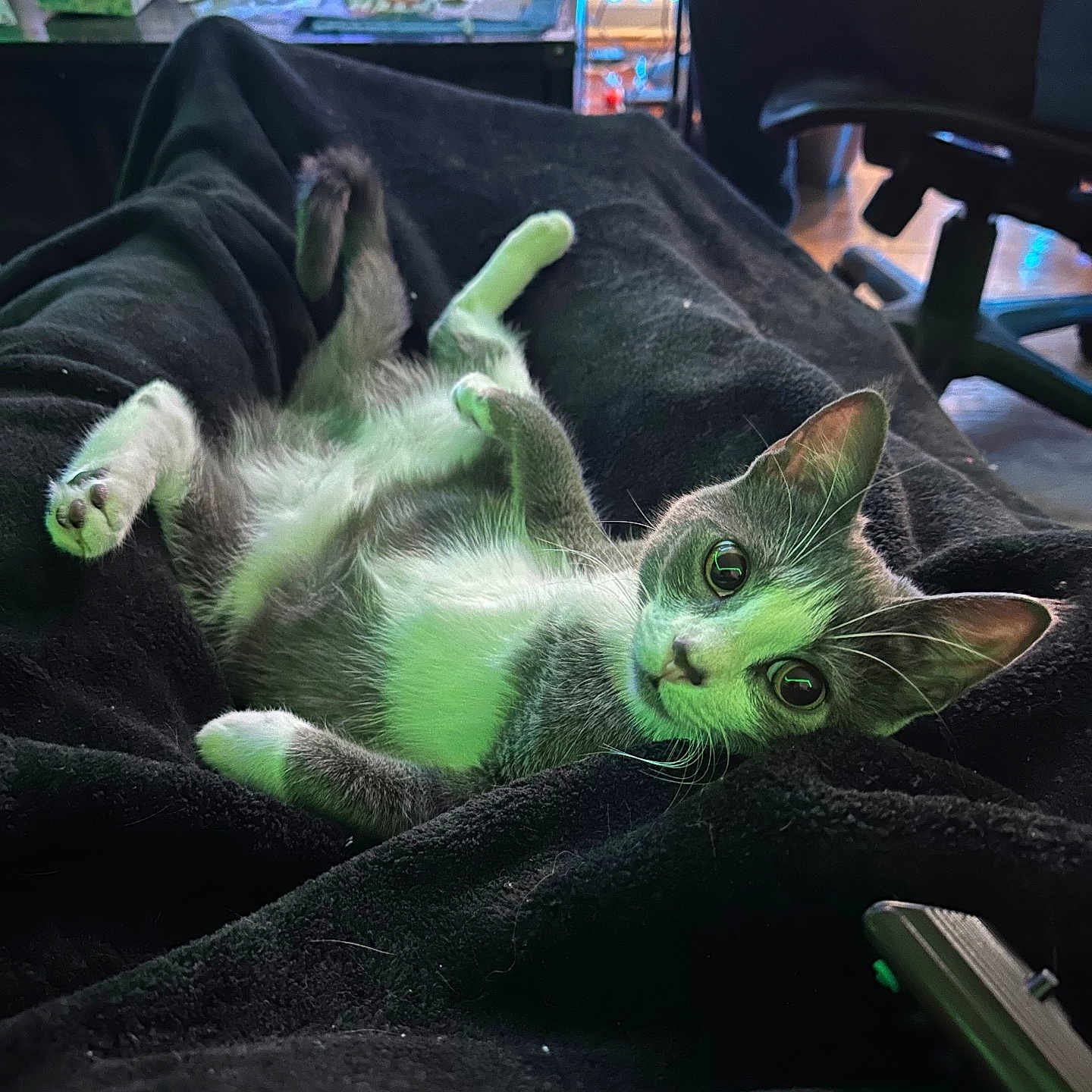 Luna Roman joined the competition — help win amazing prizes! kitten, cat, pet, indoor, blanket, black_blanket, gray_cat, white_cat, relaxed, lying_down, curious, wide_eyes, furniture, chair, person, table, clutter, home, cozy, domestic