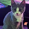 Luna Roman is registered to the contest to win money with this photo: cat, kitten, gray_cat, white_fur, pet, animal, indoor, curious, sitting, closeup, face, ears, whiskers, feline, young, cute, fur, looking, soft_light, background