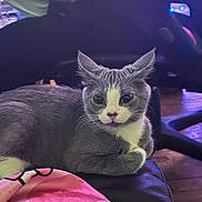 Luna Roman joined the competition — help win amazing prizes! cat, gray_cat, white_cat, animal, pet, indoor, blanket, cartoon_character, furniture, relaxed, laying_down, pink, black_surface, floor, home, cozy, cute, ears, whiskers, eyes