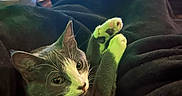 Luna Roman is registered to the contest to win money with this photo: cat, feline, pet, animal, indoor, blanket, paw, stretching, relaxed, homedecor, led_lights, table, clutter, cozy, fur, whiskers, ears, eyes, resting, comfort