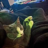 cat, feline, pet, animal, indoor, blanket, paw, stretching, relaxed, homedecor, led_lights, table, clutter, cozy, fur, whiskers, ears, eyes, resting, comfort