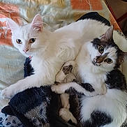 Poupette participe au concours pour gagner de l'argent avec cette photo : cat, cats, white_cat, black_and_white_cat, pets, cute, feline, animal, fur, cuddling, resting, blanket, indoor, domestic_animal, whiskers, ears, tail, cute_eyes, relaxed, companions