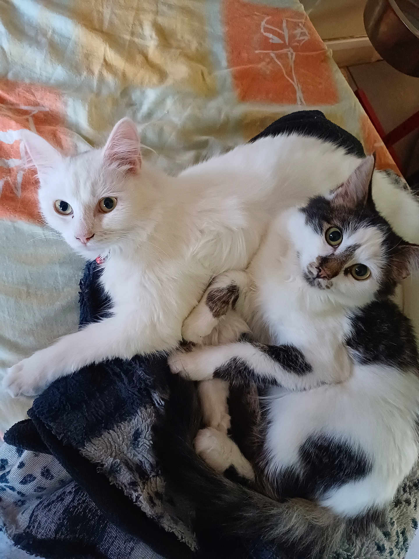 Poupette participe au concours pour gagner de l'argent avec cette photo : cat, cats, white_cat, black_and_white_cat, pets, cute, feline, animal, fur, cuddling, resting, blanket, indoor, domestic_animal, whiskers, ears, tail, cute_eyes, relaxed, companions