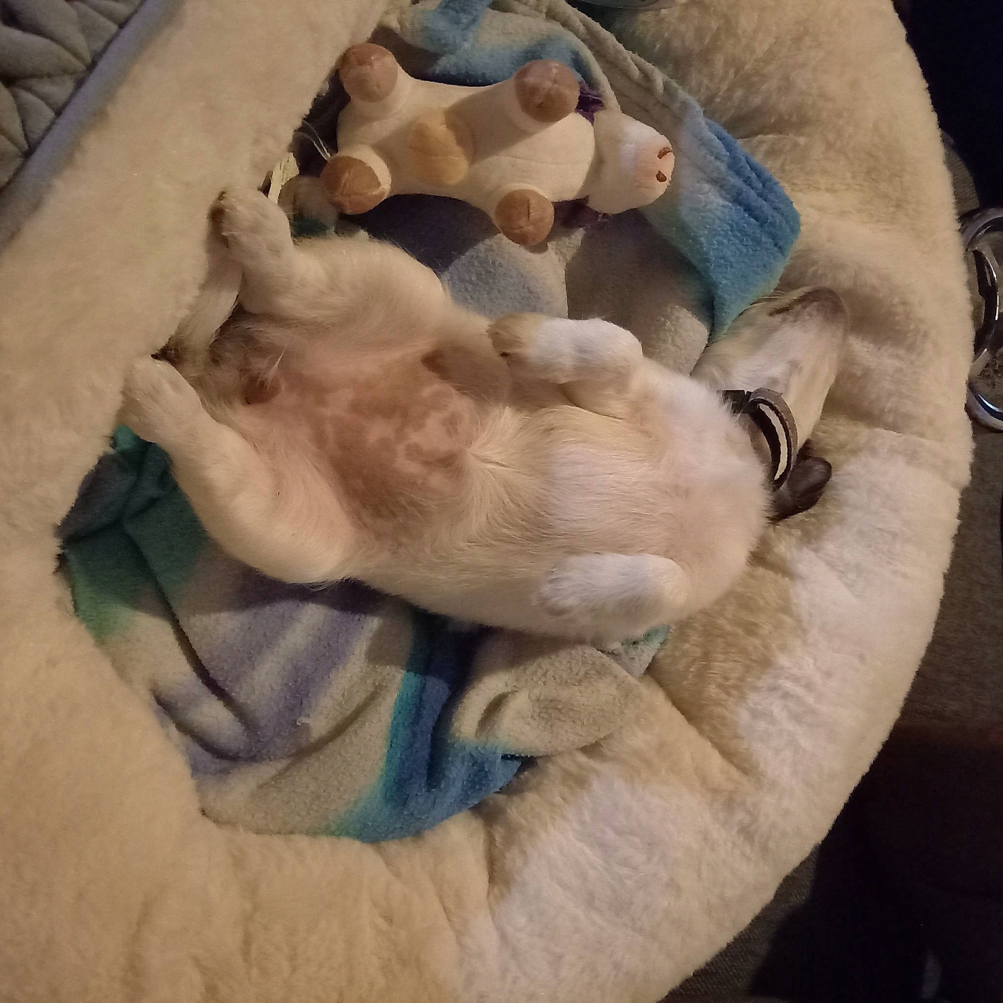 Bella a rejoint le concours — aidez-le/la à gagner de superbes lots ! carnivore, comfort, companion_dog, dog, dog_breed, eye, fawn, felidae, fur, gesture, human_body, jaw, leg, linens, paw, small_to_medium_sized_cats, snout, tail, trunk, wrinkle