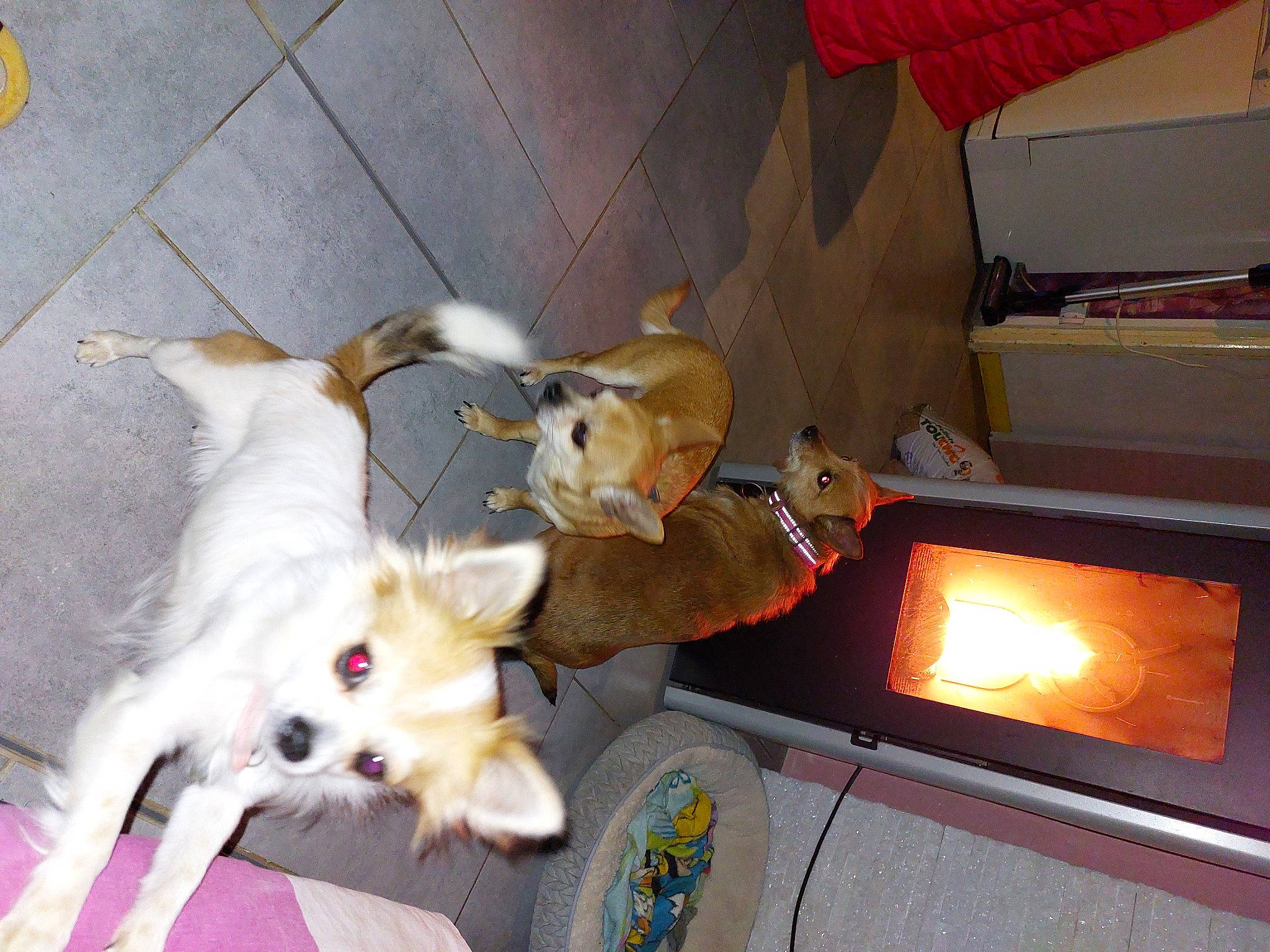 Bella participe au concours pour gagner de l'argent avec cette photo : carnivore, comfort, companion_dog, dog, dog_breed, fawn, felidae, flooring, gas, room, samoyed, small_to_medium_sized_cats, snapshot, sporting_group, tail, toy_dog, whiskers, wood, wood_burning_stove, yellow