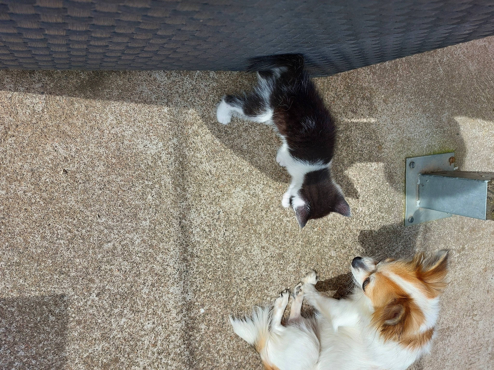 Bella participe au concours pour gagner de l'argent avec cette photo : canidae, carnivore, cat, comfort, companion_dog, dog_breed, fawn, felidae, flooring, fur, hardwood, small_to_medium_sized_cats, sporting_group, tail, terrestrial_animal, whiskers, wood