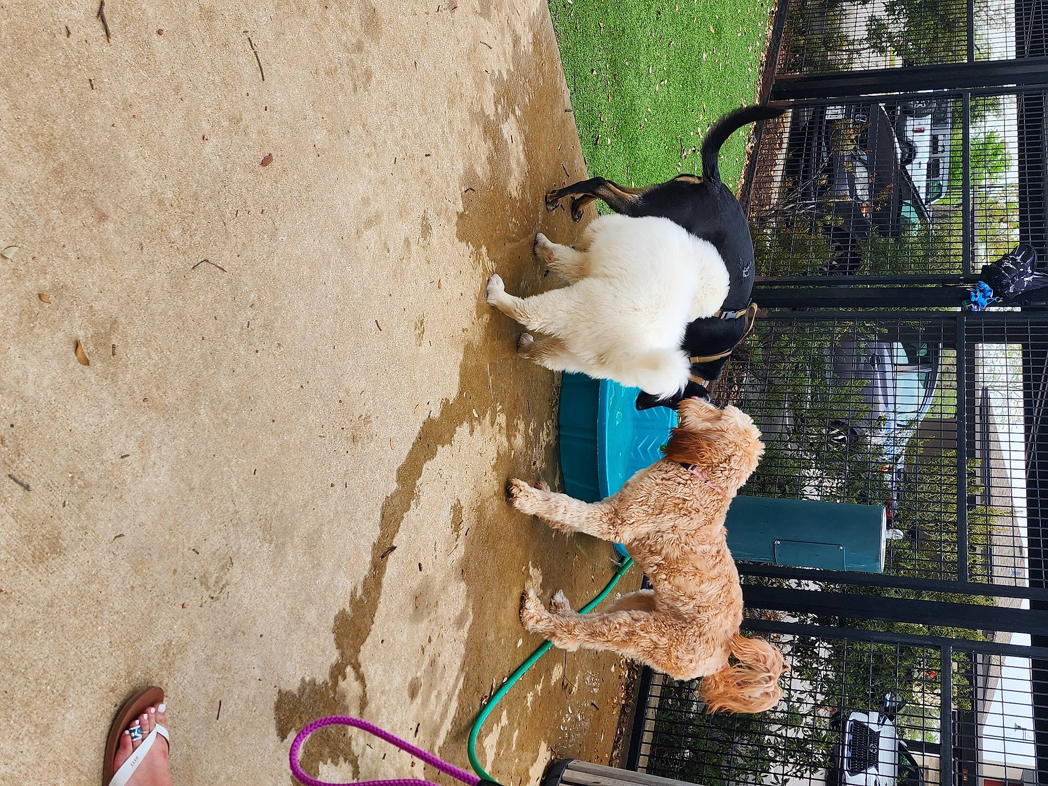 Dagger is registered to the contest to win money with this photo: art, concrete, facade, fawn, fur, glass, leisure, metal, shadow, soil, tail, tree, visual_arts, winter, wood