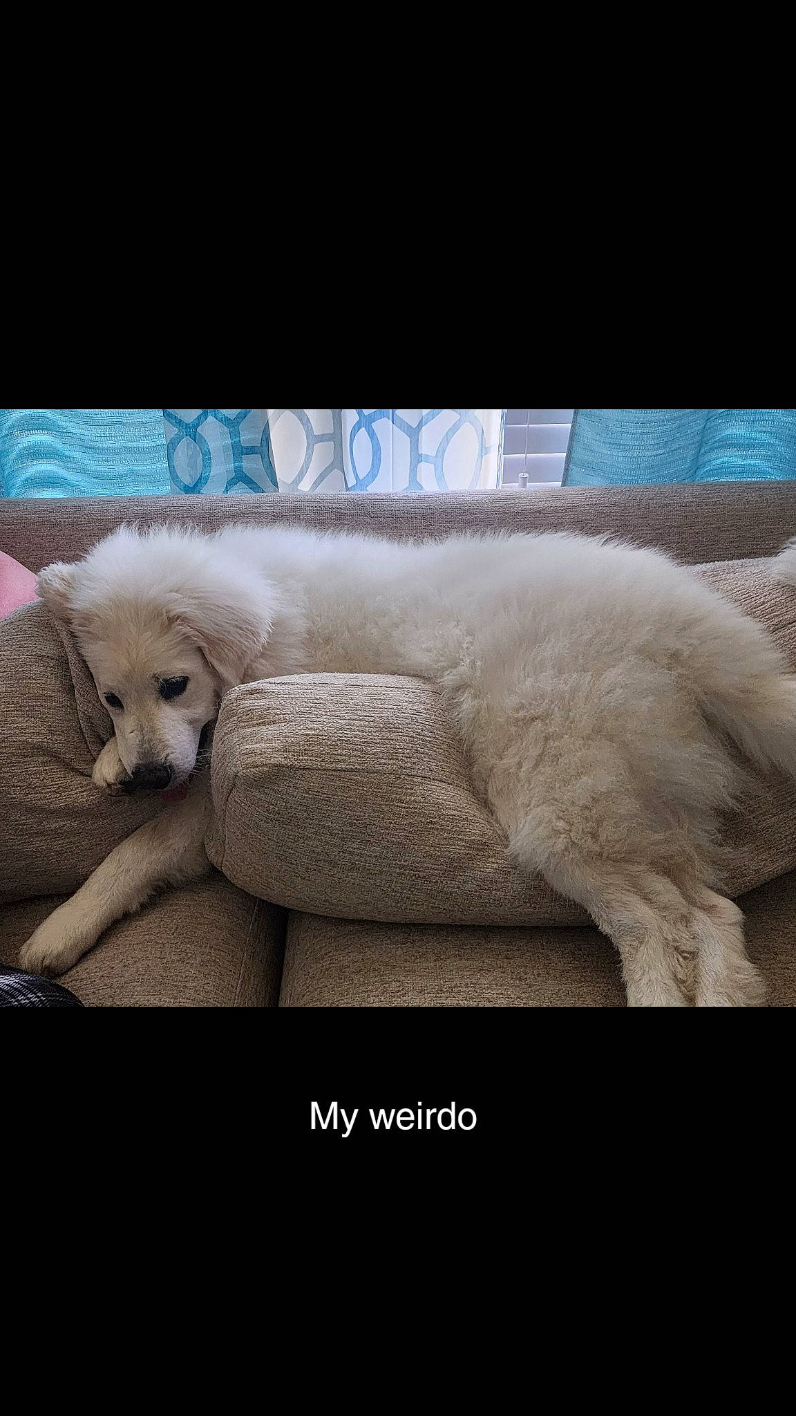 Dagger is registered to the contest to win money with this photo: canidae, carnivore, comfort, companion_dog, couch, dog, dog_breed, fawn, font, fur, mammal, nap, paw, photo_caption, snout, sporting_group, tail, terrestrial_animal, vertebrate, working_animal