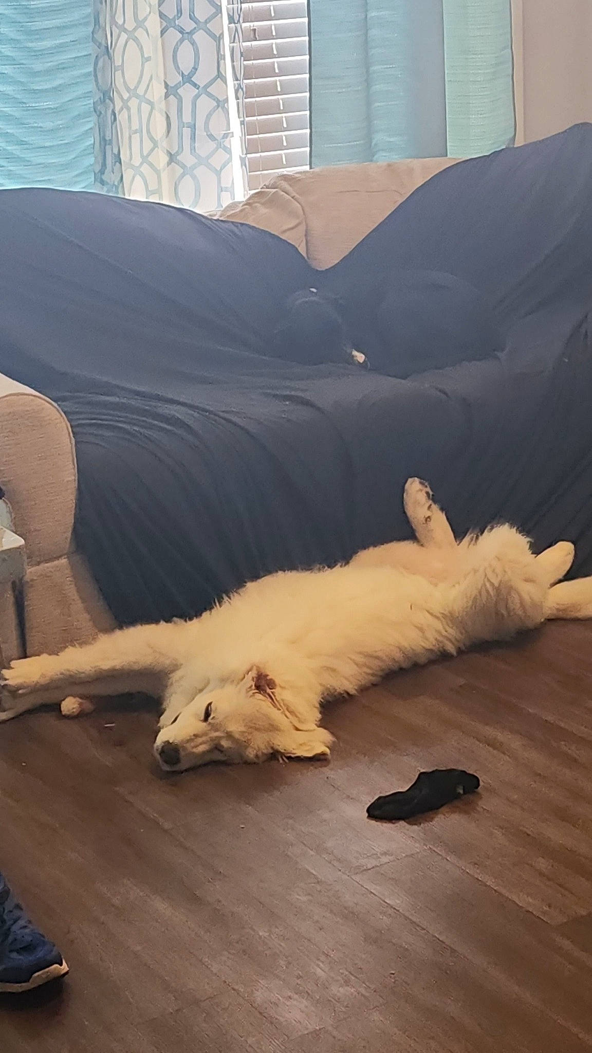 Dagger joined the competition — help win amazing prizes! canidae, carnivore, comfort, companion_dog, dog, dog_breed, fawn, felidae, flooring, hardwood, linens, small_to_medium_sized_cats, snout, sporting_group, tail, terrestrial_animal, tints_and_shades, whiskers, wood, working_animal