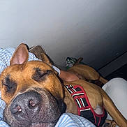 Flash a rejoint le concours — aidez-le/la à gagner de superbes lots ! brown_dog, calm, canine, close_up, closed_eyes, companion, dog, domestic_animal, ears, face, fur, harness, indoor, lying_down, pet, relaxed, resting, sleeping, snout, striped_shirt