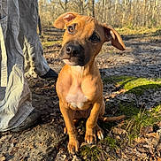 Flash a rejoint le concours — aidez-le/la à gagner de superbes lots ! animal, boots, brown_fur, curious, cute, daylight, dog, forest, head_tilt, leaf_litter, moss, nature, outdoor, pants, person, pet, puppy, sitting, sunlight, trees