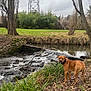 Flash participe au concours pour gagner de l'argent avec cette photo : bare_trees, brown_dog, canine, cloudy_sky, dog, fall, grass, landscape, leaves, metal_tower, nature, outdoor, overcast, plants, rapids, riverbank, rocks, stream, trees, water