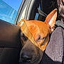 animal, black_sweater, car, closeup, daylight, dog, ear, fur, interior, nose, person, pet, resting, seatbelt, shoulder, sideview, sleeping, sunlight, texture, window