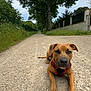 Flash a rejoint le concours — aidez-le/la à gagner de superbes lots ! animal, brown_coat, canine, curious, daytime, dog, fence, gravel_path, greenery, leisure, lying_down, mammal, nature, outdoor, overcast, pet, quiet, red_harness, road, tree