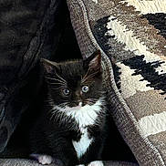 Maverick joined the competition — help win amazing prizes! kitten, cat, black_and_white, tuxedo_cat, cushion, sofa, indoor, pet, animal, whiskers, cute, small, feline, fur, paws, curious, cozy, resting, young, domestic