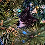 Maverick joined the competition — help win amazing prizes! kitten, cat, christmas_tree, greenery, lights, festive, animal, pet, whiskers, black_and_white, cute, curious, nature, indoors, holiday, blurred_background, close_up, fur, needle, ornament