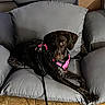 Ruby Sue joined the competition — help win amazing prizes! dog, puppy, brown_dog, brindle_coat, couch, cushions, harness, pink_harness, leash, indoor, living_room, furniture,  lounging, lying_down, pet, portrait, dark_eyes, floppy_ears, cozy, home_decor