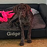 Ruby Sue is registered to the contest to win money with this photo: dog, brown_dog, german_shorthaired_pointer, pet, animal, sitting, couch, sofa, blanket, pink_blanket, living_room, indoor, portrait, front_view, long_legs, floppy_ears, brown_fur, speckled_fur, wood_floor, name_text