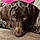 Ruby Sue